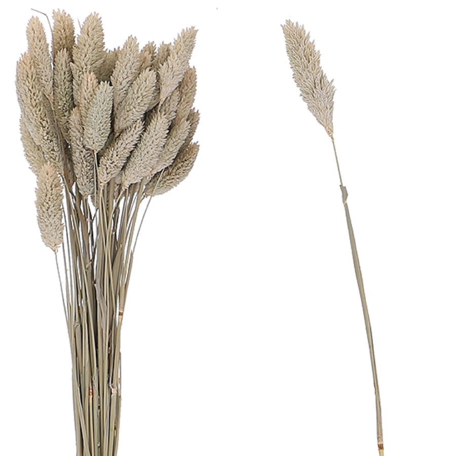 Phalaris Trockenblumenstrauß - natürliche Deko im Boho-Look