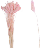 Phalaris Trockenblumenstrauß - natürliche Deko im Boho-Look
