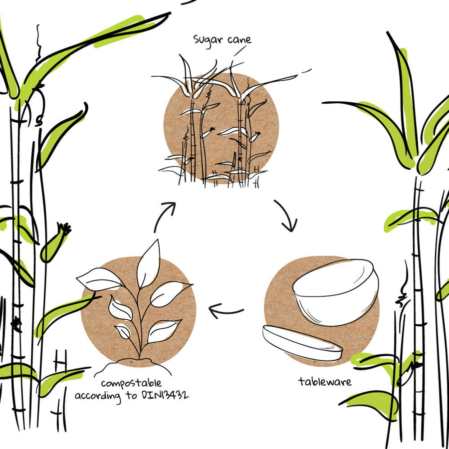 Bagasse: der Faserrest aus der Zuckergewinnung